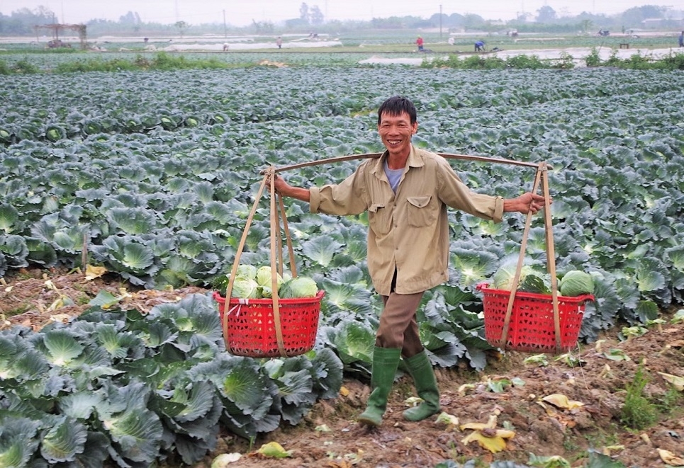 Đầu tư kho lạnh bảo quản giúp người trồng rau yên tâm dù sản xuất trên quy mô lớn.