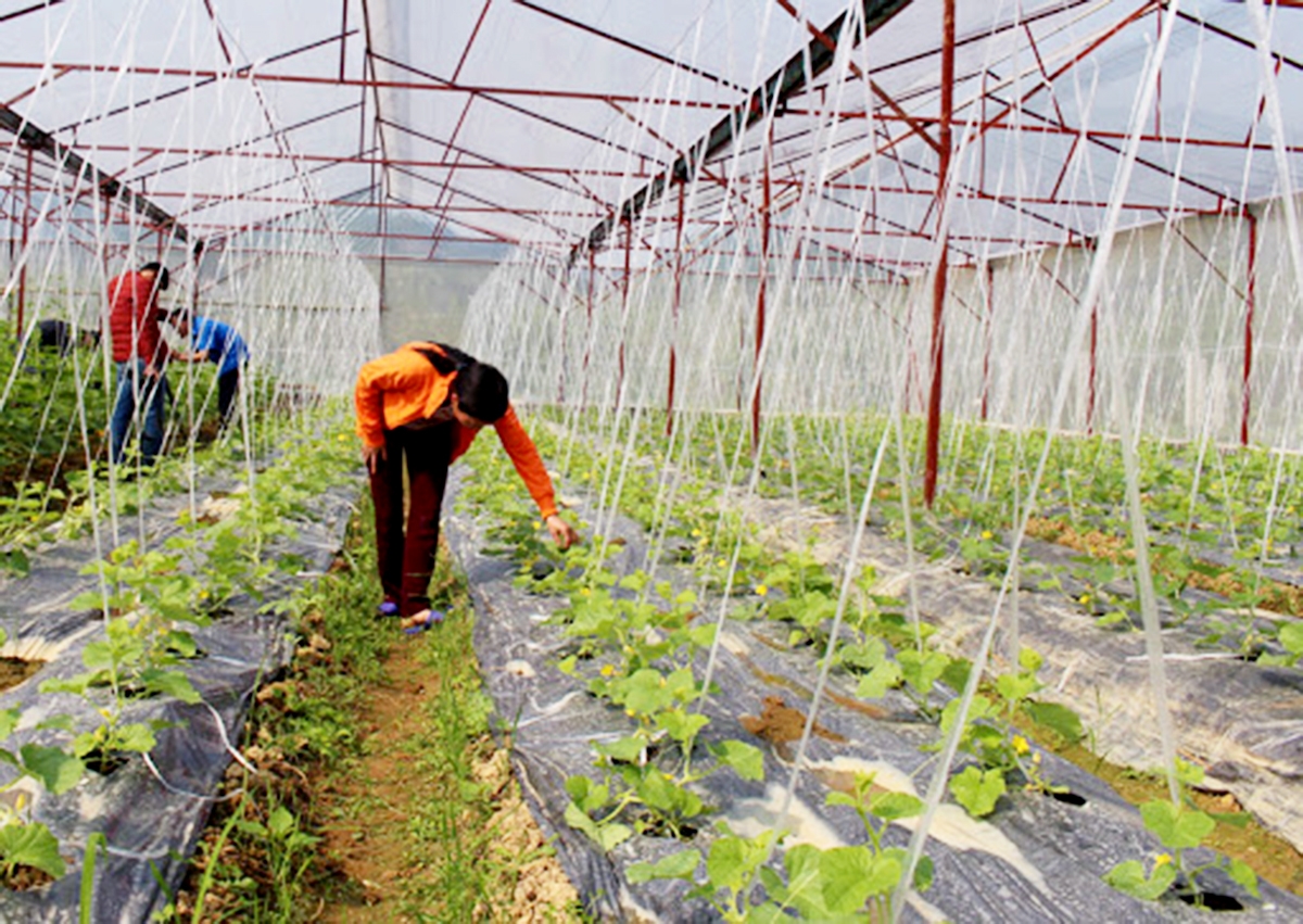 Chợ Mới đang triển khai đồng bộ nhiều giải pháp hỗ trợ đồng bào dân tộc thiểu số xây dựng kinh tế.