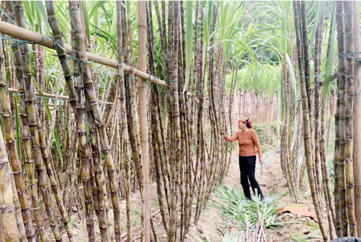 Chợ Mới đang xuất hiện nhiều điển hình tiên tiến, trở thành gương sáng tại địa phương.