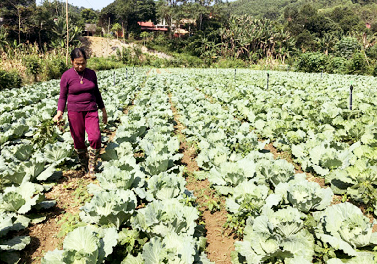 Các HTX đang đánh thức thế mạnh sản xuất tại các địa phương huyện Chợ Mới.