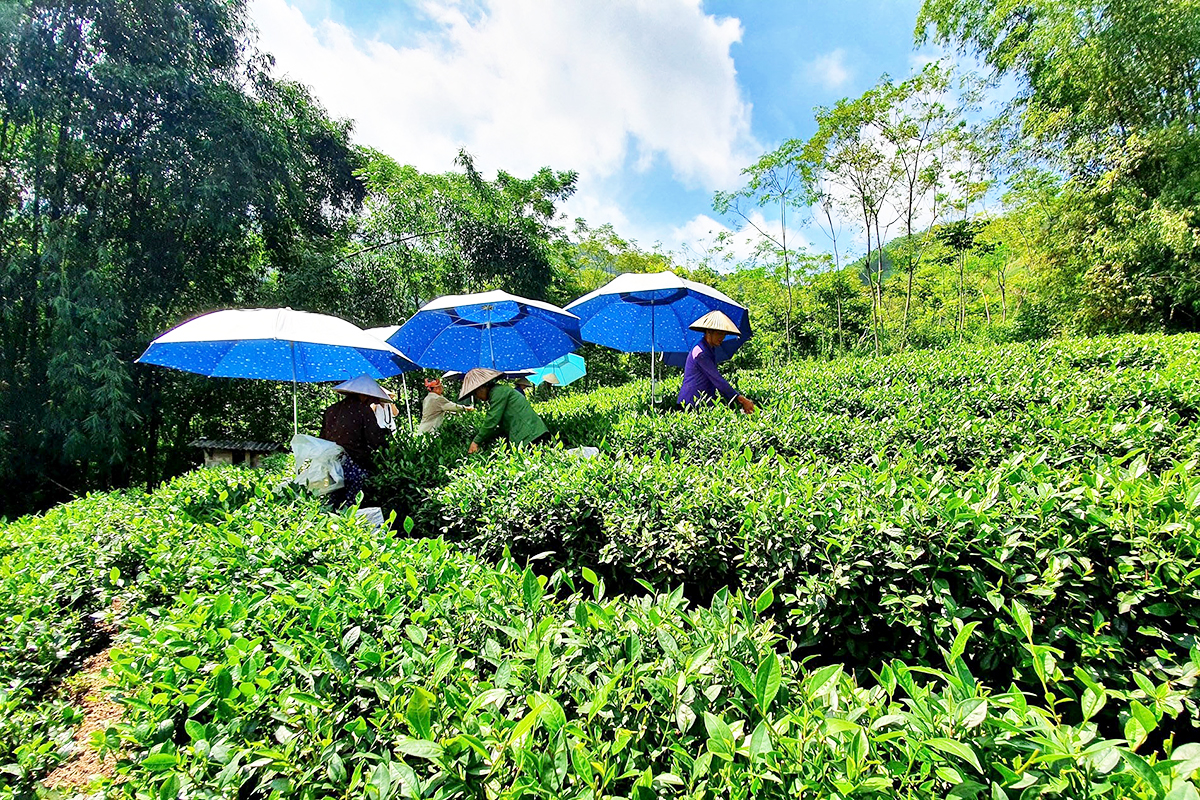 Cần thêm các nguồn lực hỗ trợ để các HTX phát triển, trở thành điểm tựa cho thành viên.