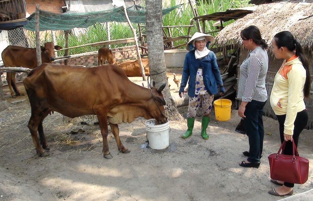 Tham gia tổ hợp tác nuôi bò sinh sản giúp phụ nữ Chơ Ro ở Châu Đức cải thiện đời sống.