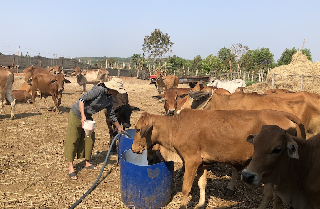 Nhờ được trao “cần câu”, người Chơ Ro ở huyện Châu Đức phát triển nghề chăn nuôi, trở nên khấm khá.