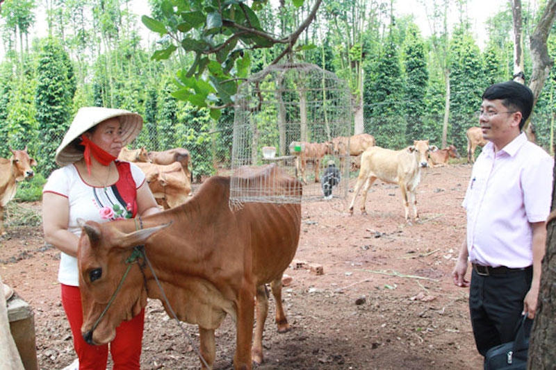 Nhiều phụ nữ Chơ Ro ở xã Bàu Lâm thoát nghèo nhờ được hỗ trợ phát triển đàn bò.