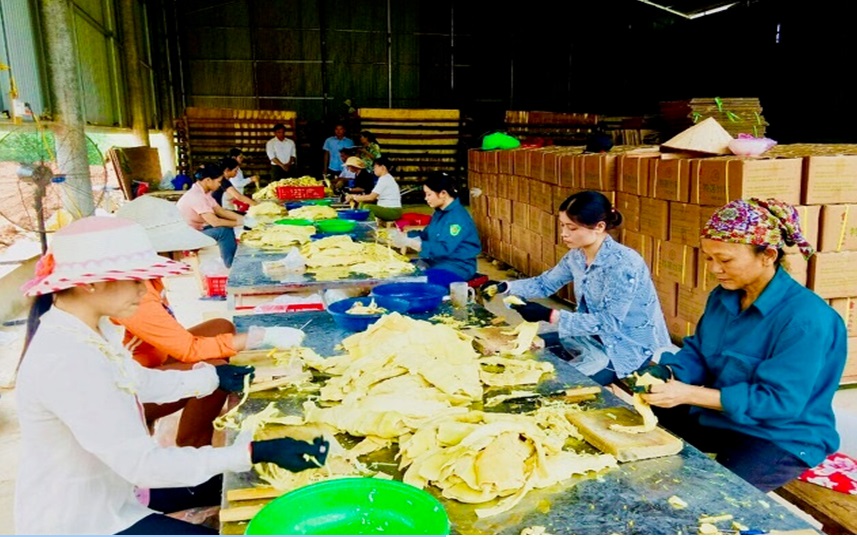 Cải tiến quy trình sản xuất, đổi mới công tác quản lý nhằm nâng cao chất lượng sản phẩm và năng lực cạnh tranh của HTX. (Trong ảnh: HTX dịch vụ nông nghiệp Hồng Ca, huyện Trấn Yên, tỉnh Yên Bái chế biến măng tre Bát độ để xuất khẩu).