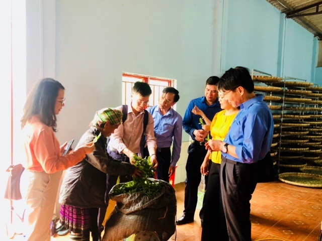 HTX Suối Giàng, huyện Văn Chấn, tỉnh Yên Bái nâng cao thu nhập cho đồng bào các dân tộc tiểu số thông qua tạo việc làm nhân dân trên địa bàn huyện Văn Chấn (Bà Sùng Thị Mai dân tộc Mông xã Suối Giàng bán Chè xanh cho HTX và cho biết- “ Nhờ có HTX tôi đủ tiền tiêu rồi”.