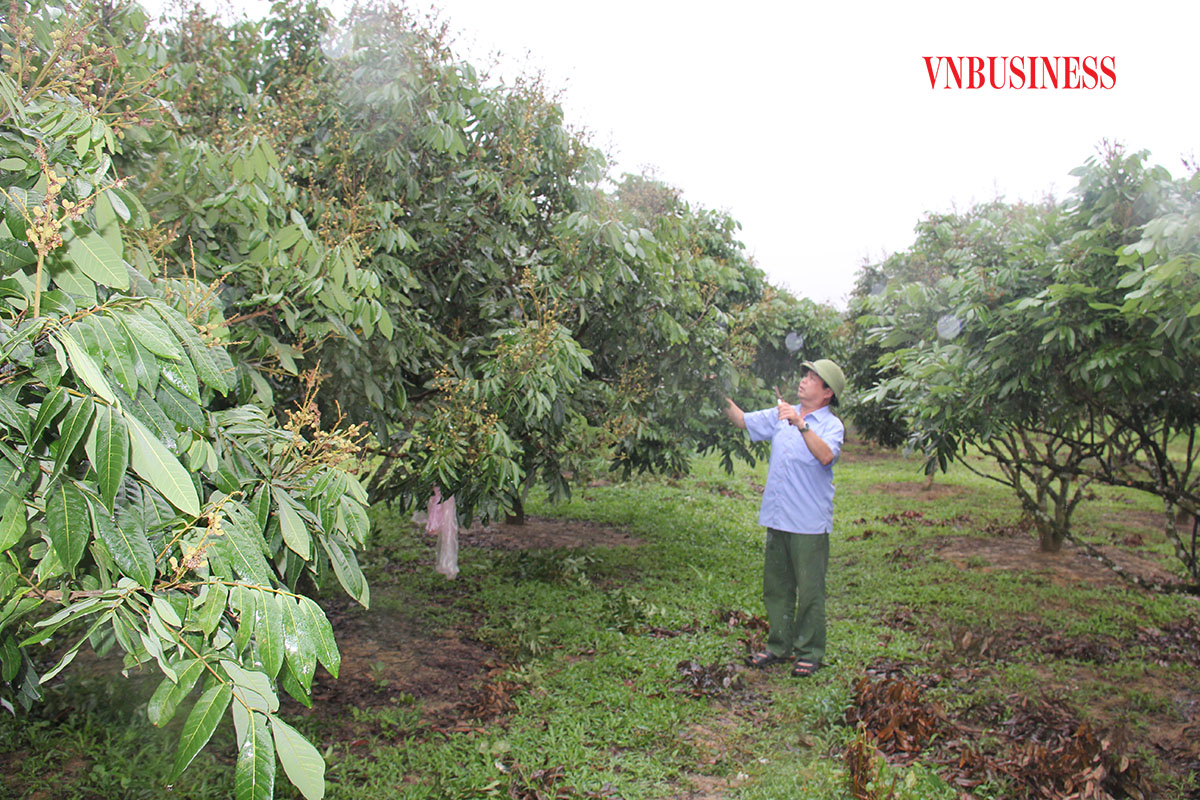Dù đã chủ động vào cuộc, nhưng để phát triển nhanh và bền vững, các HTX vẫn rất cần sự hỗ trợ đồng bộ của Nhà nước từ vốn, khoa học kỹ thuật đển kết nối tiêu thụ và chế biến sâu để nâng cao giá trị sản phẩm.