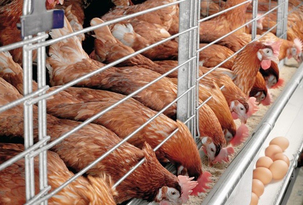 Nuôi gà đẻ trứng sạch được đánh giá là có giá trị kinh tế cao.