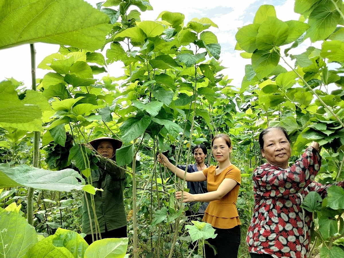Nữ đại biểu HĐND tỉnh Yên Bái, nhiệm kỳ 2021-2026 - Giám đốc HTX Dâu tằm Minh Tiến- Y Can, huyện Trấn Yên, tỉnh Yên Bái (người mặc áo vàng) cùng các thành viên HTX hăng say lao động sản xuất bên ruộng dâu tằm của Hợp tác xã.