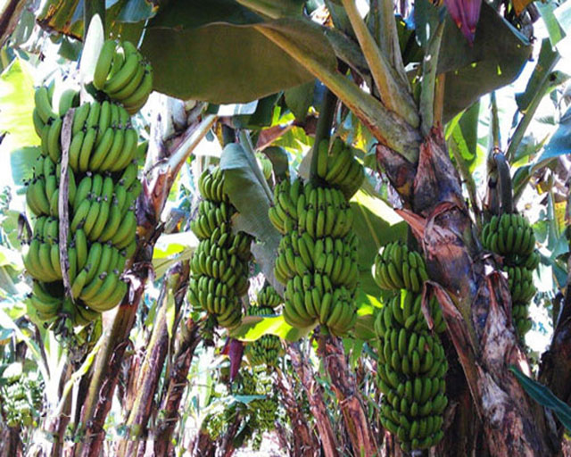 Chuối của HTX Viba (Hòa Bình) tiêu thụ ổn định nhờ sản xuất sạch và kết nối với các thị trường tiêu thụ ổn định.