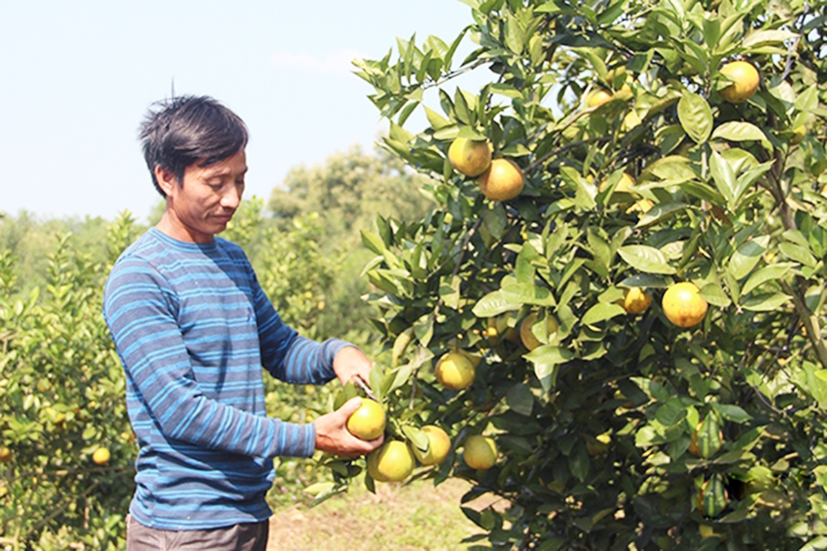 Sản xuất hiện đại giúp các chủ vườn ở Can Lộc khẳng định giá trị sản xuất (Ảnh TL).