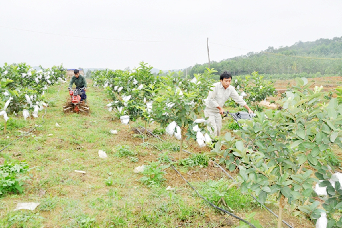 Thành viên HTX Gia Phúc sử dụng máy móc trong sản xuất (Ảnh TL).