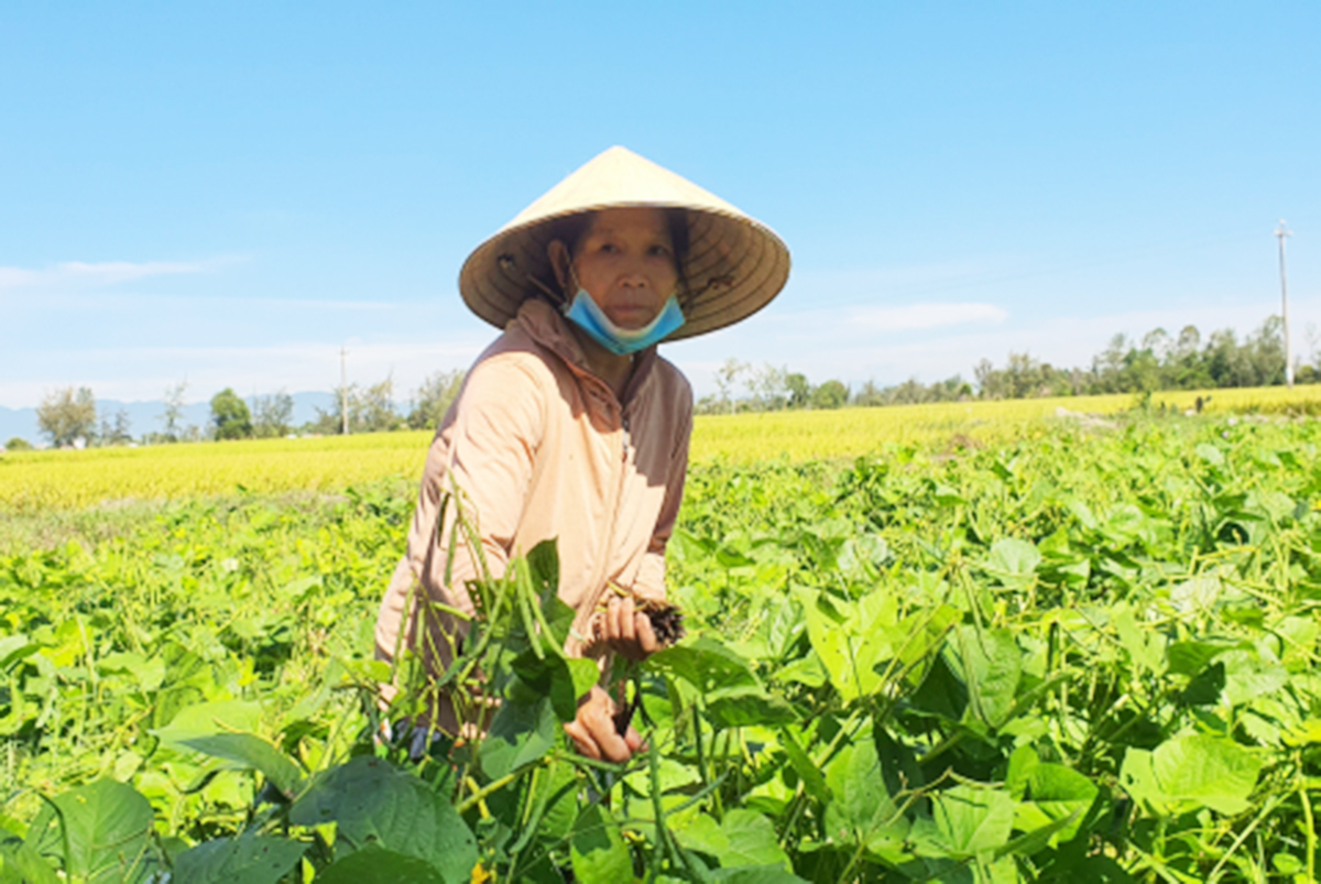 Xã sẽ chủ động thu hút thêm nhiều dự án hỗ trợ, giúp nông dân ứng dụng kỹ thuật vào sản xuất (ảnh TL).