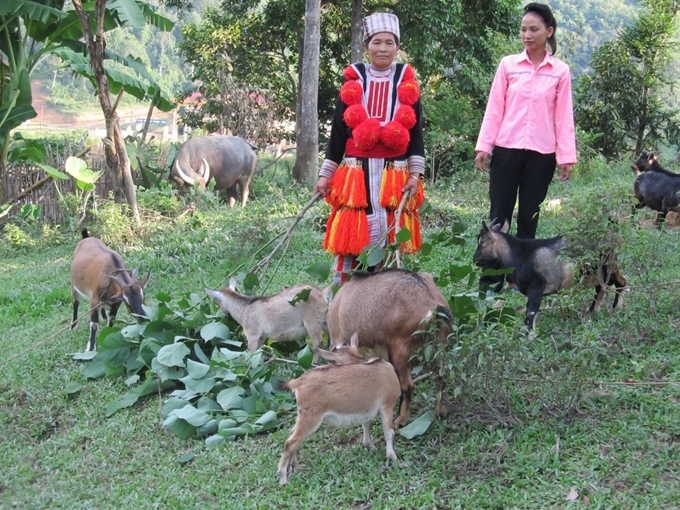 Những năm qua, huyện Lâm Bình đã hỗ trợ đồng bào phát triển kinh tế gia đình có hiệu quả.