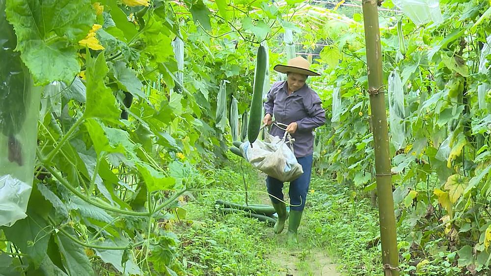 Huyện Lâm Bình phấn đấu đến năm 2022 có từ 50 - 70 ha cây nông nghiệp được sản xuất theo quy trình hữu cơ.