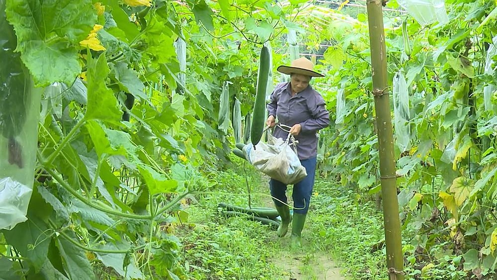 Huyện Lâm Bình phấn đấu đến năm 2022 có từ 50 - 70 ha cây nông nghiệp được sản xuất theo quy trình hữu cơ.