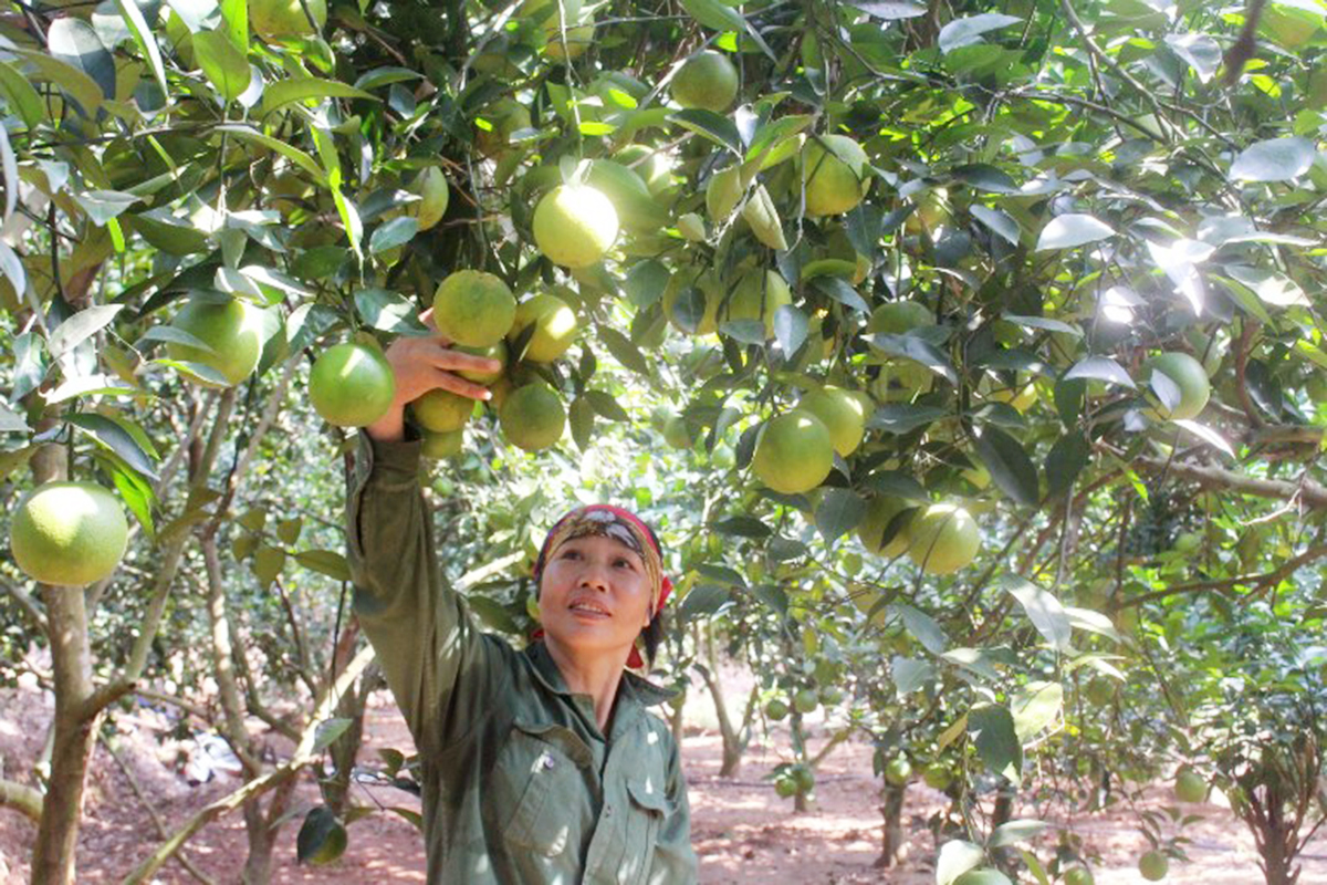 Những gương sản xuất điển hình đang tạo hiệu ứng tích cực trong các phong trào phụ nữ công giáo tỉnh Bắc Giang.