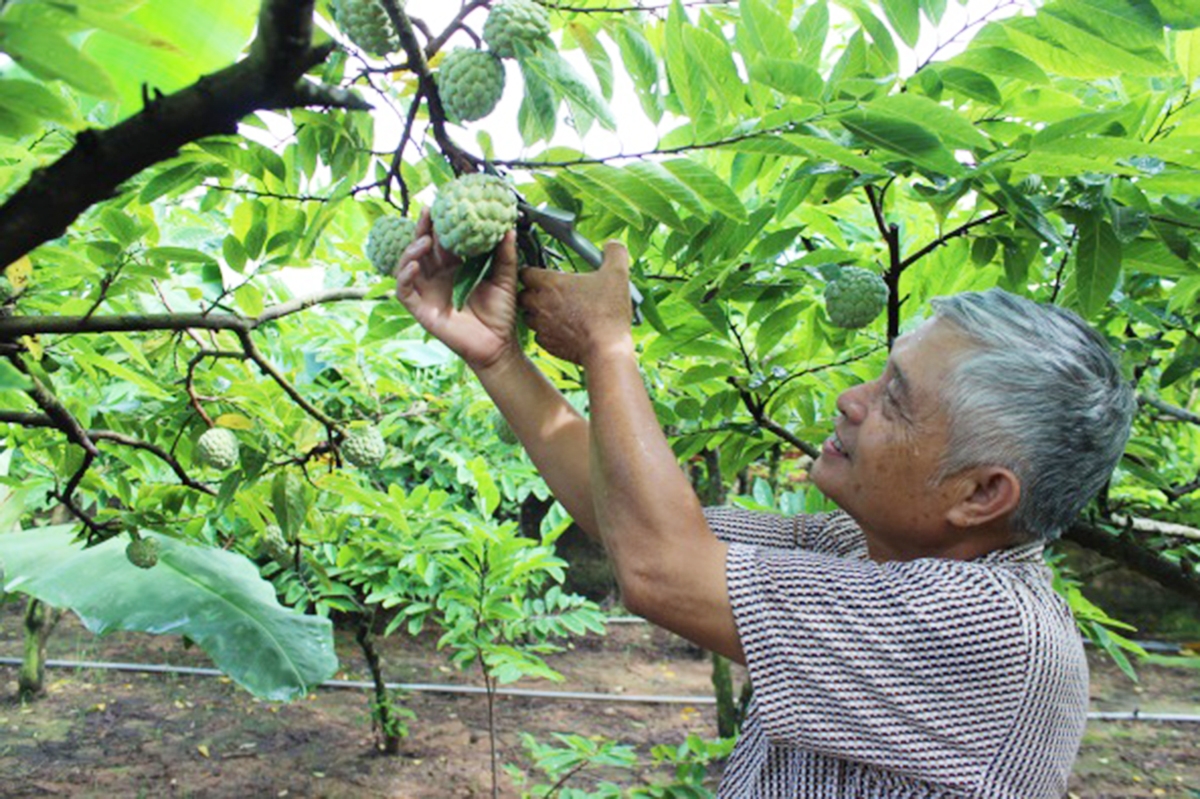 Các hộ trồng na ở Đông Triều đang phát triển sản xuất theo hướng VietGAP (Ảnh TL).