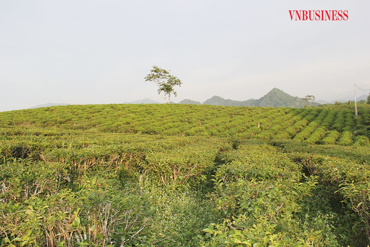 Ông Lê Hải Nam, Chi cục trưởng Chi cục Phát triển nông thôn: Được chứng nhận OCOP đã giúp cho nhiều sản phẩm của địa phương, trong đó có cây chè tìm kiếm được thị trường tiêu thụ, nâng cao giá trị.