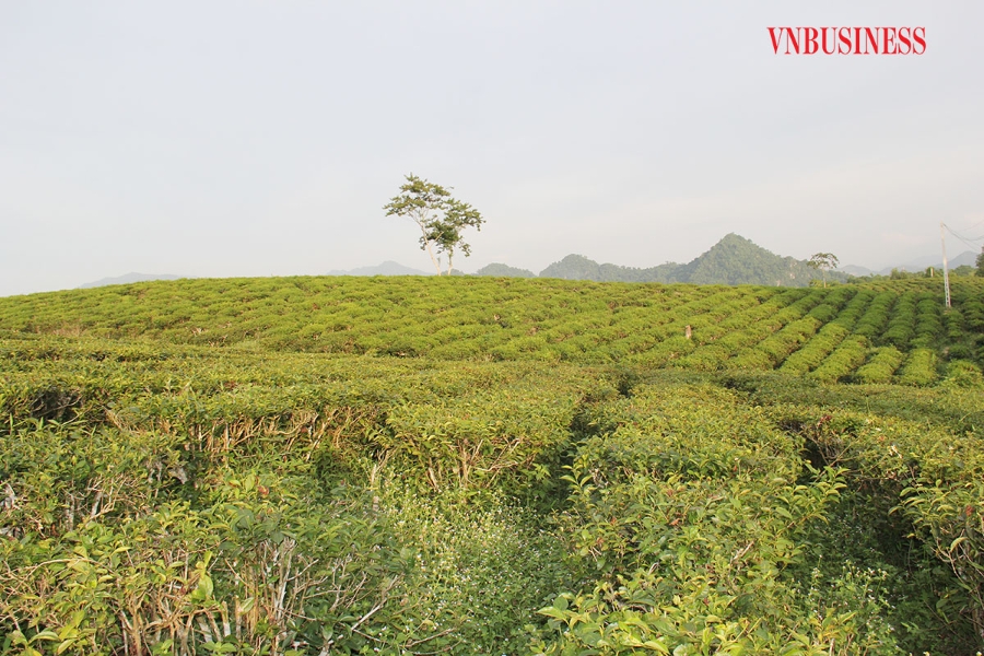 Ông Lê Hải Nam, Chi cục trưởng Chi cục Phát triển nông thôn: Được chứng nhận OCOP đã giúp cho nhiều sản phẩm của địa phương, trong đó có cây chè tìm kiếm được thị trường tiêu thụ, nâng cao giá trị.