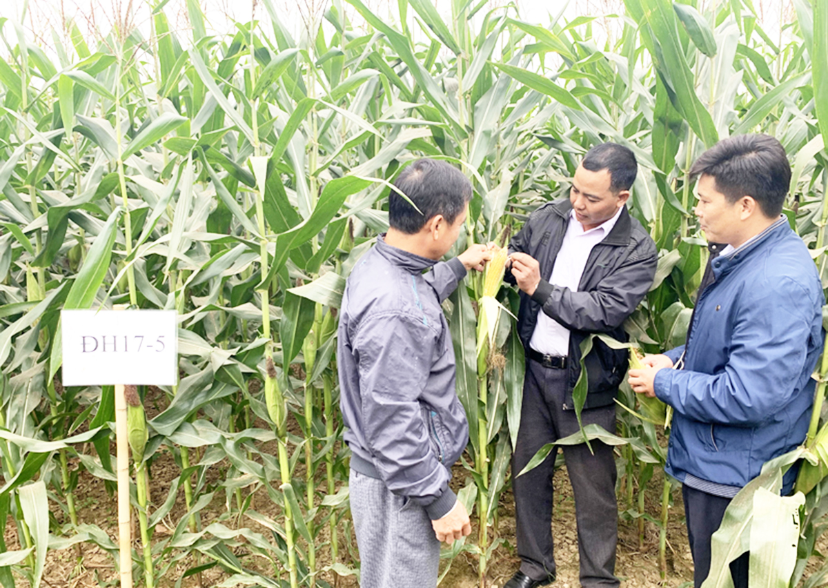 Trồng ngô lấy thân làm thức ăn chăn nuôi đang cho thấy hiệu quả tích cực ở Tuyên Quang (Ảnh TL).