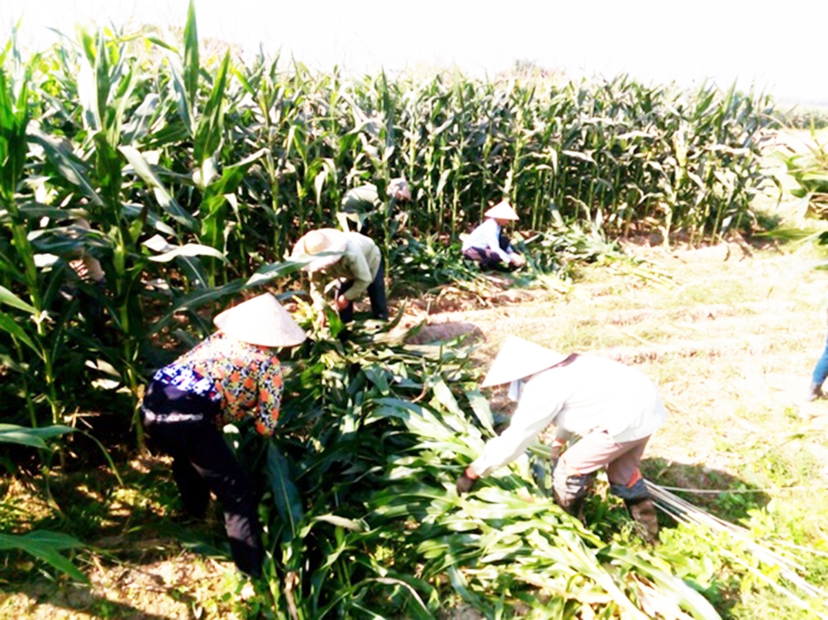 Cần có sự liên kết giữa người dân, HTX, doanh nghiệp để phát huy tiềm năng trồng cây thức ăn chăn nuôi ở Tuyên Quang (Ảnh TL).