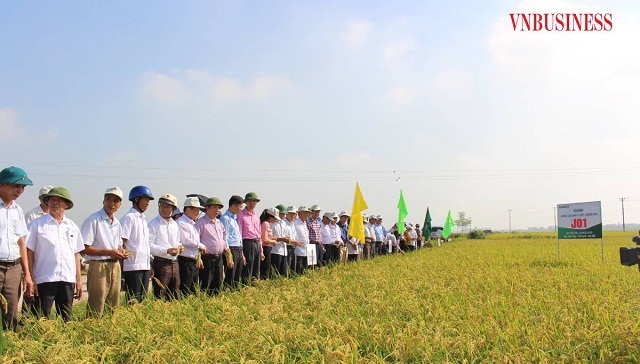 Mô hình sản xuất lúa hàng hóa J01 ở HTX Bồng Mạc cho năng suất cao, chống sâu bệnh tốt, có triển vọng xuất khẩu.