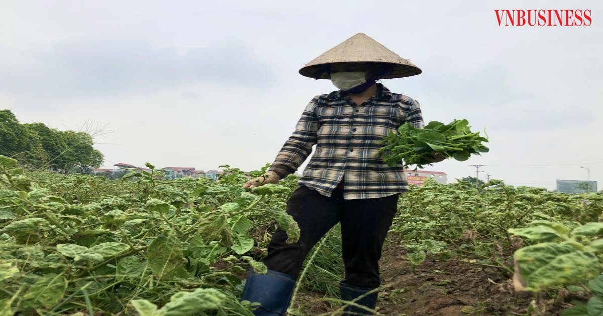 Bà con đang tấp nập thu hoạch để kịp vận chuyển cho đơn hàng đặt trước của doanh nghiệp.