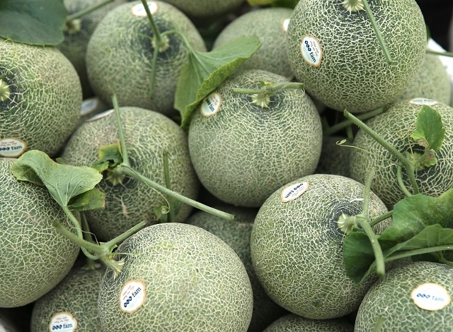 Dưa lưới được chuẩn bị để trao tặng tới đại diện các hộ dân xã Vĩnh Thịnh