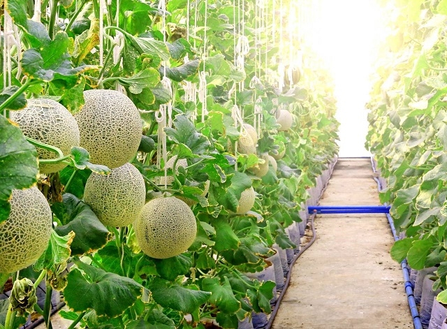 Canh tác dưa lưới tại một trang trại của FLC FAM