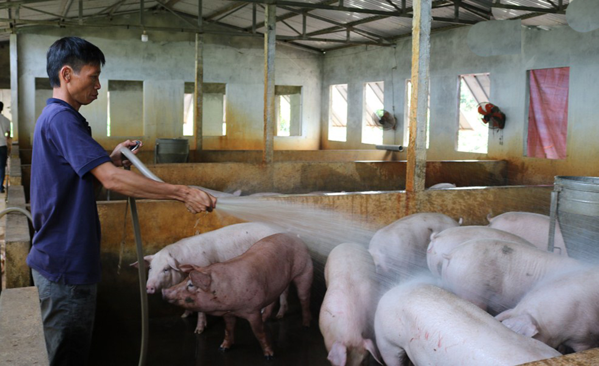 Liên kết chăn nuôi xanh giúp nông dân nâng cao hiệu quả kinh tế, bảo vệ môi trường (Ảnh TL).