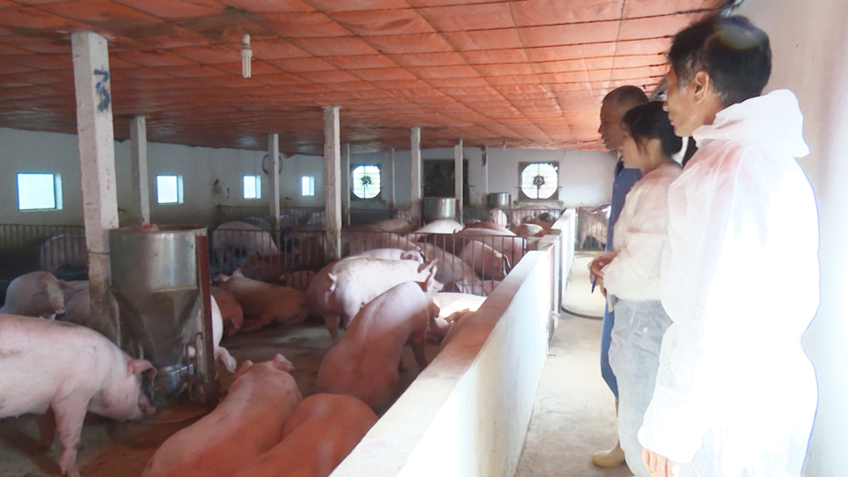 Bách Thuận đang đi đầu trong nhiều phong trào chăn nuôi theo hướng an toàn sinh thái (Ảnh TL).