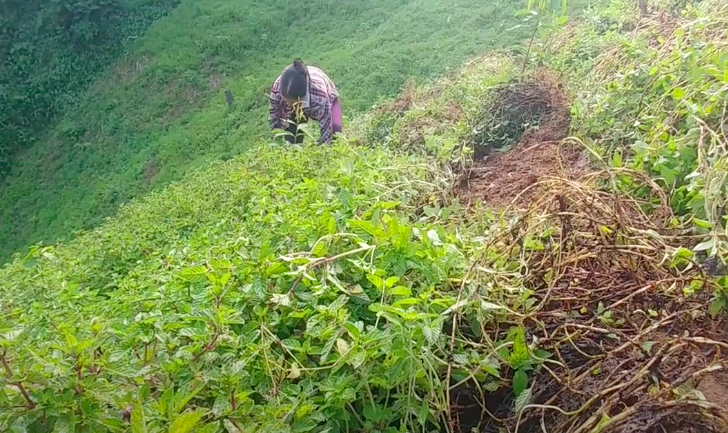 Thạch đen được xuất khẩu chính ngạch sang Trung Quốc đã giúp đồng bào dân tộc thiểu số yên tâm sản xuất.