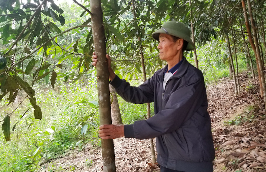 Bà con trồng quế yên tâm đầu ra do đã có HTX bao tiêu sản phẩm.