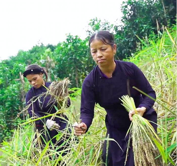 Lúa Khẩu Lùm Pua là loại giống quý của bà con dân tộc ở Tràng Định.