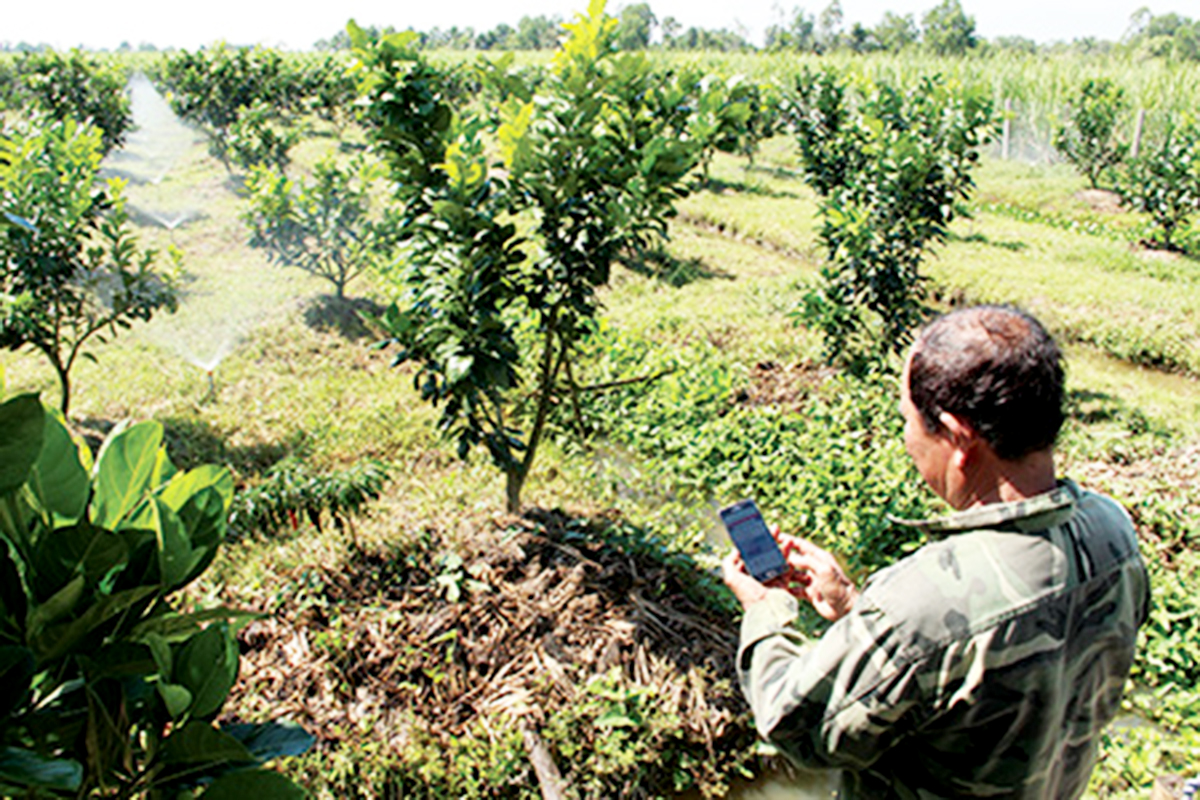 Ông Nguyễn Văn Y đang điều khiển hệ thống tưới tiết kiệm bằng điện thoại thông minh. (Ảnh TL).