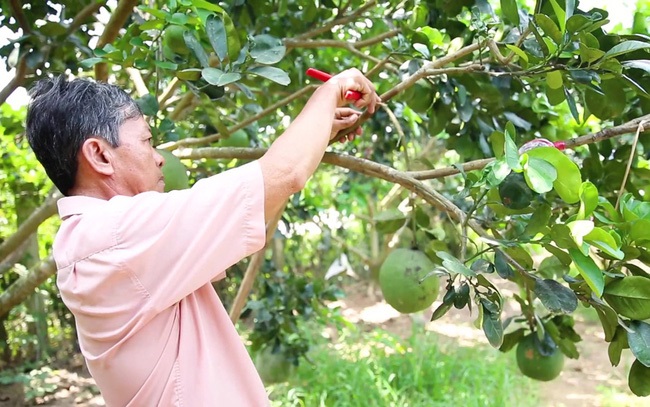 Trồng bưởi theo tiêu chuẩn VietGAP đòi hỏi nhiều quy tắc hơn so với sản xuất thông thường.