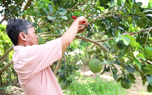 Trồng bưởi theo tiêu chuẩn VietGAP đòi hỏi nhiều quy tắc hơn so với sản xuất thông thường.