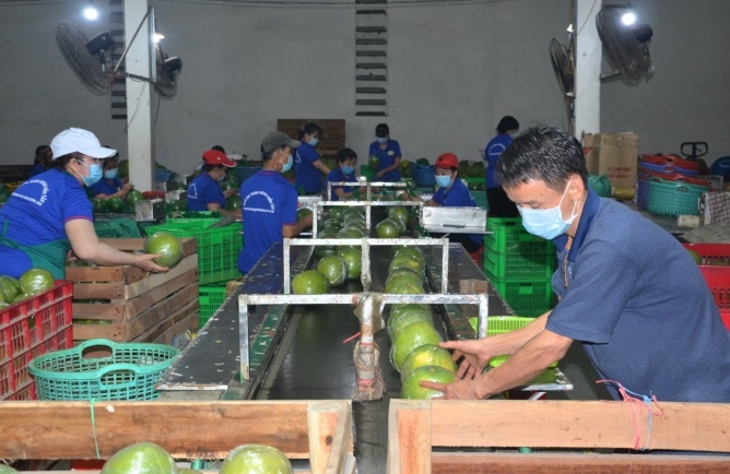 Liên kết sản xuất sạch giúp giải quyết bài toán đầu ra cho trái bưởi da xanh.