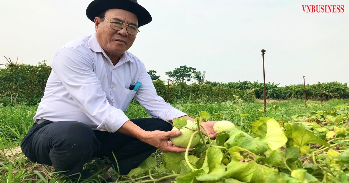 Mô hình dưa nữ hoàng tuyết được trồng ở HTX Minh Hưng đang là mô hình điểm, được nhiều HTX đến thăm và học hỏi.