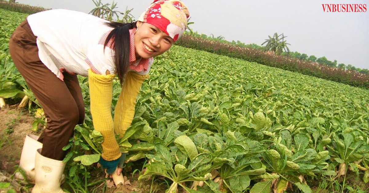 Vùng sản xuất của HTX Đông Cao luân canh từ 5-8 lứa/năm, doanh thu trung bình đạt 700-800 triệu đồng/ha/năm