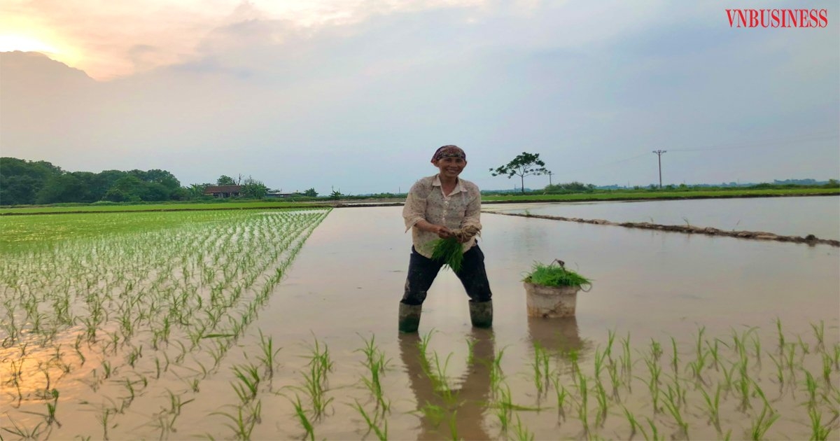 Thành viên HTX Bồng Mạc phấn khởi gieo cấy lúa bước vào vụ mùa.