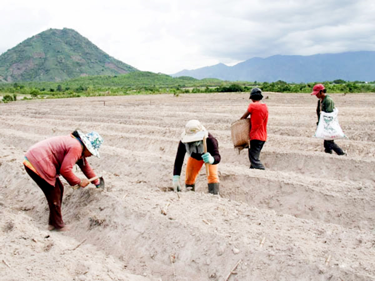 Ninh Sơn đang triển khai đồng bộ nhiều giải pháp để người dân tộc thiểu số phát triển kinh tế.