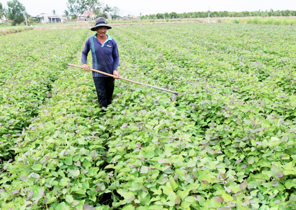 Huyện sẽ tiếp tục đẩy mạnh nhân rộng các mô hình điểm, tạo sức lan tỏa trong phong trào sản xuất.