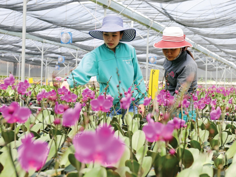 Nông nghiệp tiếp tục là mũi nhọn trong xóa đói, giảm nghèo, phát triển kinh tế huyện Ninh Sơn trong thời gian tới.