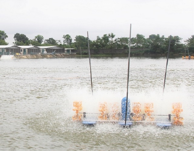 Nuôi trồng thủy sản theo hướng an toàn VietGAP vừa bảo đảm giá trị kinh tế, vừa giảm ô nhiễm môi trường.