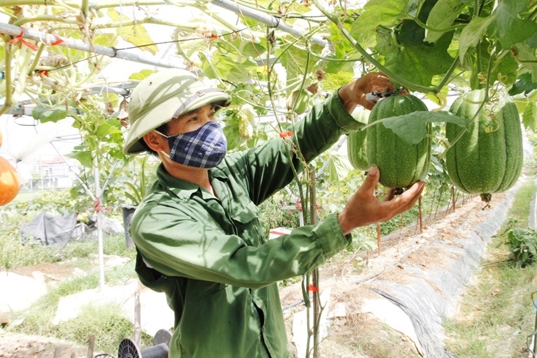 HTX Quảng Phúc đã trồng thành công nhiều giống cây nhập ngoại.