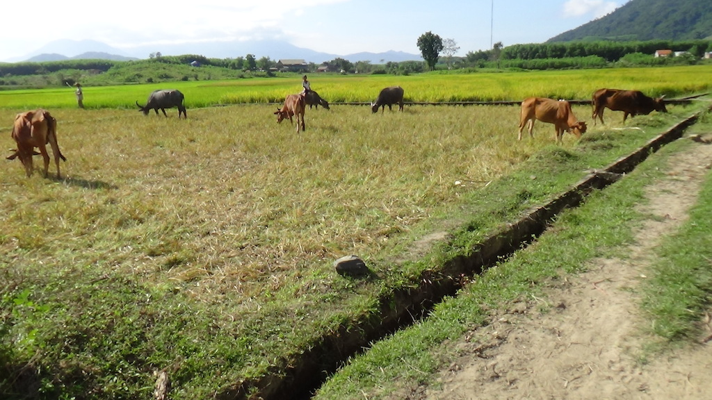 Huyện Khánh Vĩnh phát huy thế mạnh các xã có nhiều diện tích đồi núi (nơi tập trung đông đảo đồng bào Raglai) để tạo nguồn thức ăn thô xanh chủ động cho đàn gia súc.