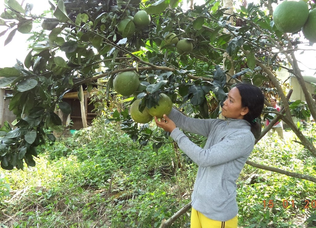 Chuyển đổi sang trồng bưởi, nhiều bà con Raglai ở huyện Khánh Sơn đã thoát nghèo.
