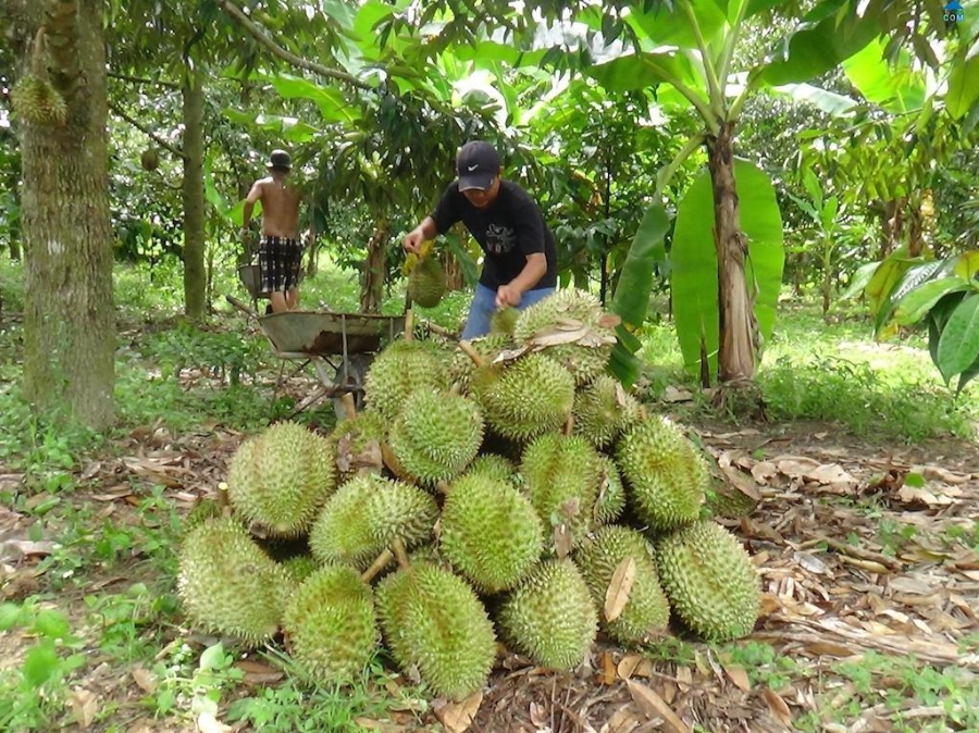 Đến nay toàn huyện Khánh Sơn có hơn 1.500 ha sầu riêng, sản lượng hàng năm khoảng 4.000 tấn.